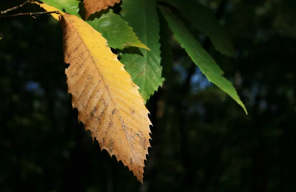 Hermoso Follaje Otoño Bosque —  Fotos de Stock