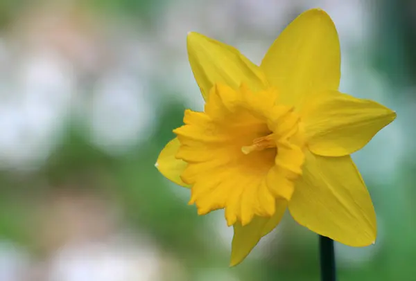 Flor Primavera Hermoso Narciso — Foto de Stock