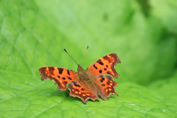 Borboleta Exótica Com Asas Inseto — Fotografia de Stock