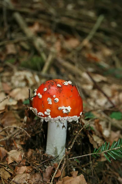 Κόκκινο Toadstool Ανήκει Στην Ομάδα Των Δηλητηριωδών Μυκήτων — Φωτογραφία Αρχείου