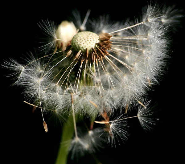 Beautiful View Natural Dandelion Flower — Stock Photo, Image