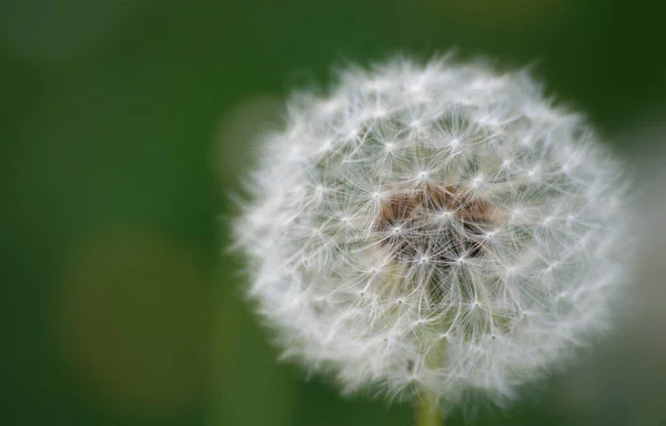 Vacker Utsikt Över Naturliga Maskros Blomma — Stockfoto