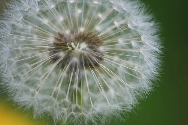 Vacker Utsikt Över Naturliga Maskros Blomma — Stockfoto