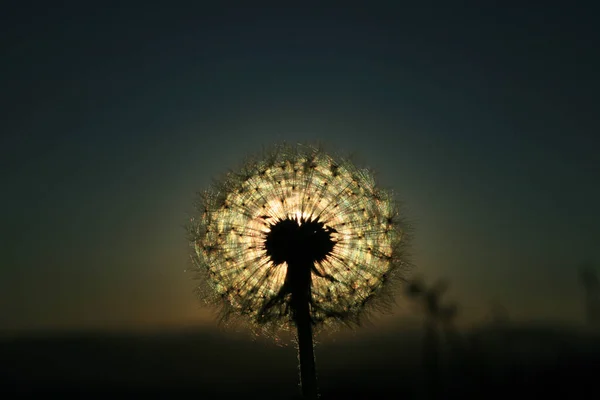 Beautiful View Natural Dandelion Flower — Stock Photo, Image