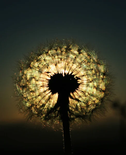 Beautiful View Natural Dandelion Flower — Stock Photo, Image