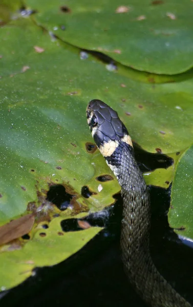 Serpente Erba Mondo Animale — Foto Stock