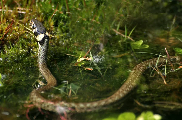 Wąż Trawiasty Świat Zwierząt — Zdjęcie stockowe
