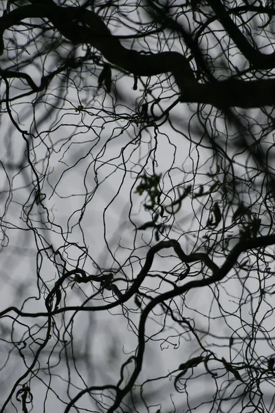 Silhueta Uma Árvore Com Fundo Preto — Fotografia de Stock