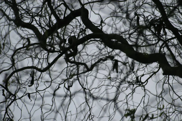 Silhouette Tree Black Background — Stock Photo, Image