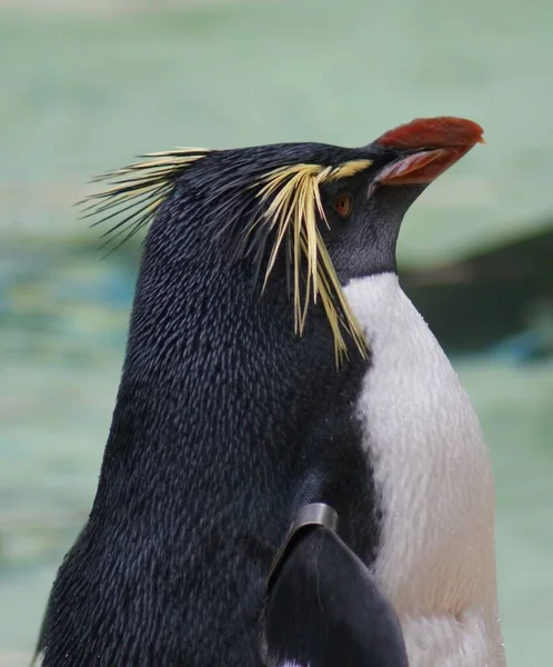 Image Gros Plan Pingouin Siffleur Nord Eudyptes Moseleyi — Photo