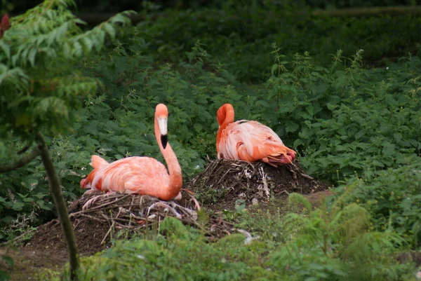 Doğadaki Güzel Flamingo Kuşunun Manzarası — Stok fotoğraf