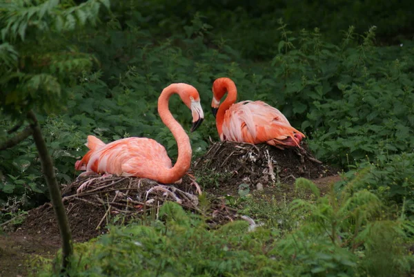 Flamingo Americano Rosa Grande Phoenicopterus Ruber — Fotografia de Stock