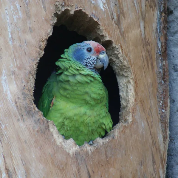 아마존 앵무새 Amazona Brasiliens — 스톡 사진