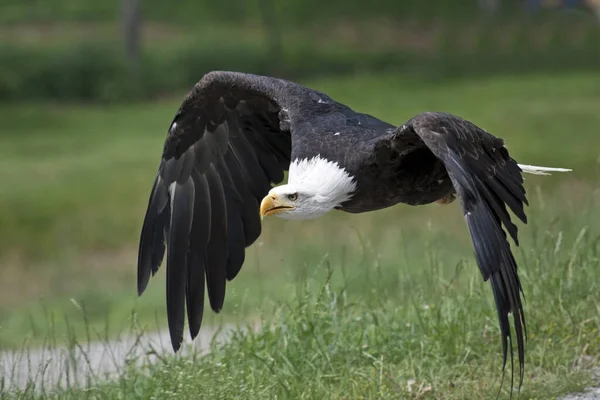 Vista Panorámica Majestuoso Águila Calva Naturaleza Salvaje — Foto de Stock
