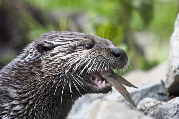 Loutres Animaux Aquatiques Faune Naturelle — Photo