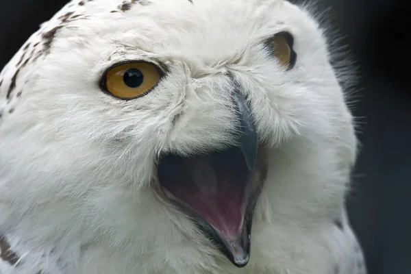 Burung Hantu Salju Bulu Burung Putih — Stok Foto