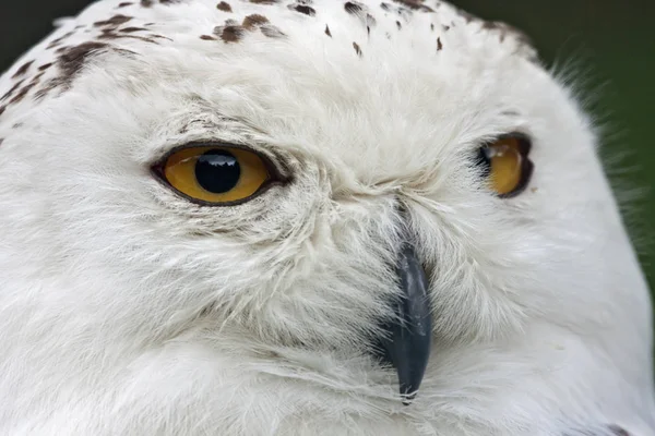 Snow Owl Bird White Bird Feathers — Stock Photo, Image