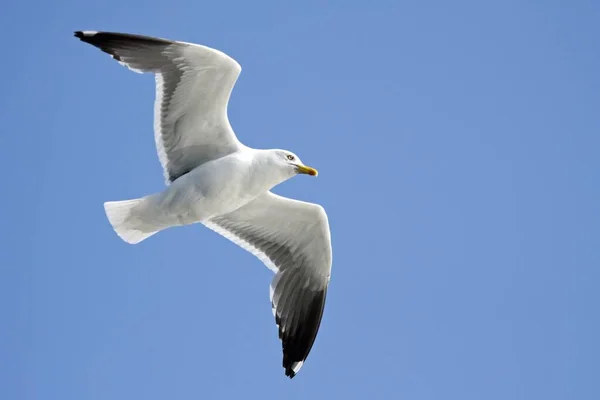 Vacker Utsikt Över Vacker Söt Mås Fågel — Stockfoto