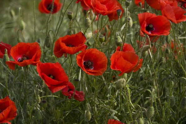 Close Uitzicht Mooie Wilde Papaver Bloemen — Stockfoto