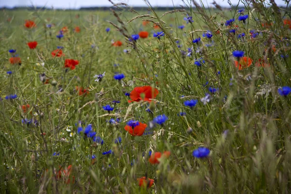 Nahaufnahme Von Schönen Wilden Mohnblumen — Stockfoto