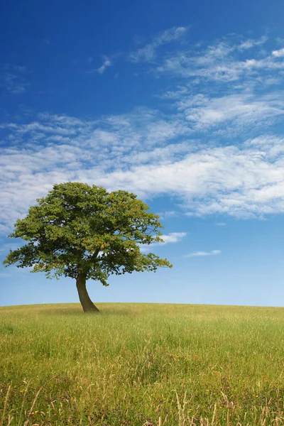 Osamělý Strom Modrou Oblohou Trávou — Stock fotografie