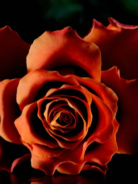 黑色背景的红玫瑰 — 图库照片