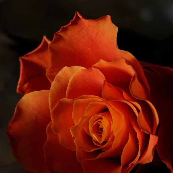 Червона Троянда Чорному Фоні — стокове фото