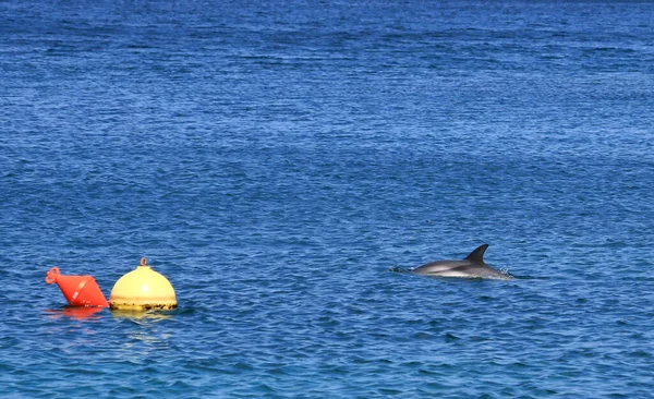 アドリア海は地中海の最北端に位置する — ストック写真