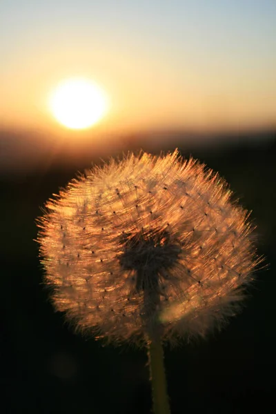 Schöne Aussicht Auf Natürliche Löwenzahnblume — Stockfoto