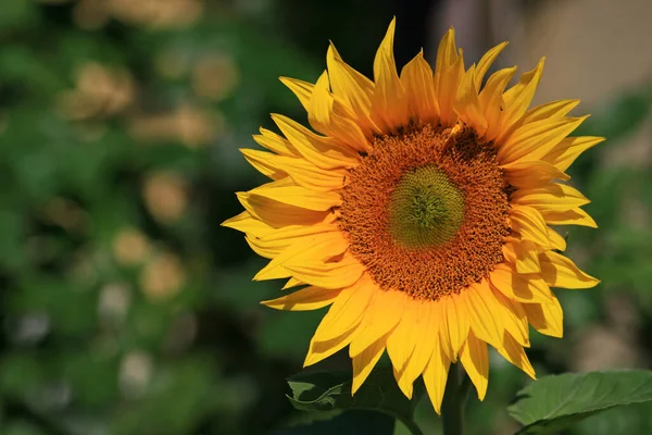 Tournesols Vue Rapprochée — Photo