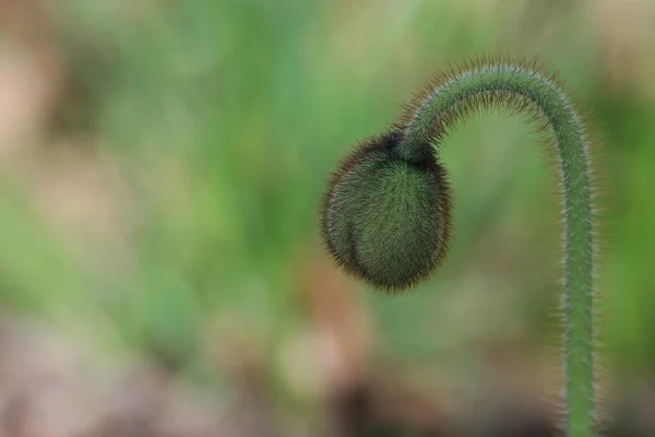 Hermoso Plano Botánico Fondo Pantalla Natural — Foto de Stock