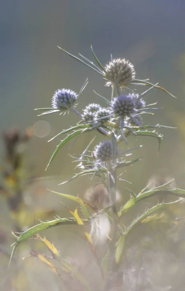 Beautiful Botanical Shot Natural Wallpaper — Stock Photo, Image