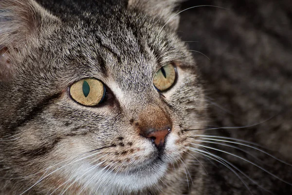 かわいい猫の肖像画 — ストック写真