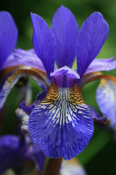 美しい虹彩の花の風景 — ストック写真