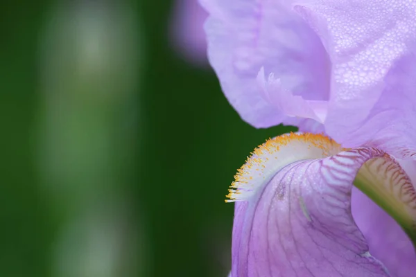 Vacker Utsikt Över Vackra Iris Blomma — Stockfoto