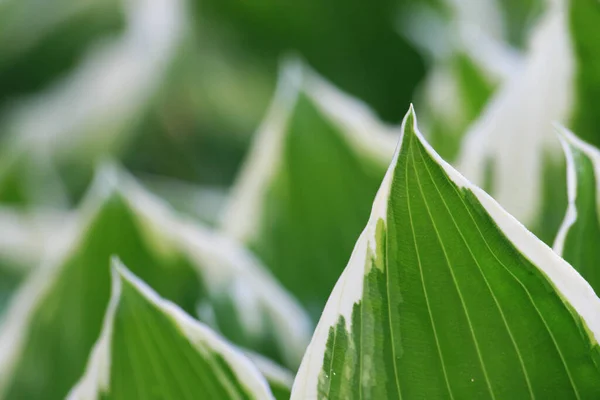 Schöne Botanische Aufnahme Natürliche Tapete — Stockfoto