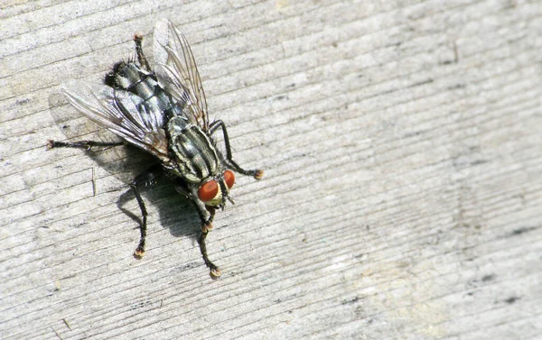 Primer Plano Error Naturaleza Salvaje — Foto de Stock