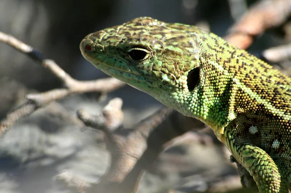 Eidechse Tropisches Reptil — Stockfoto