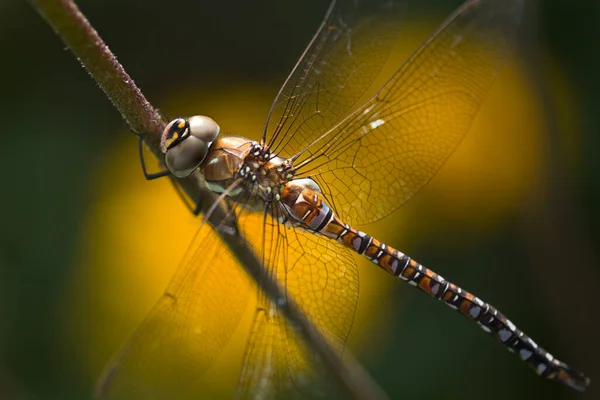 Dragonfly Aeshna Mixta Hawker Migrante Descansando Flor Com Bokeh Flores — Fotografia de Stock