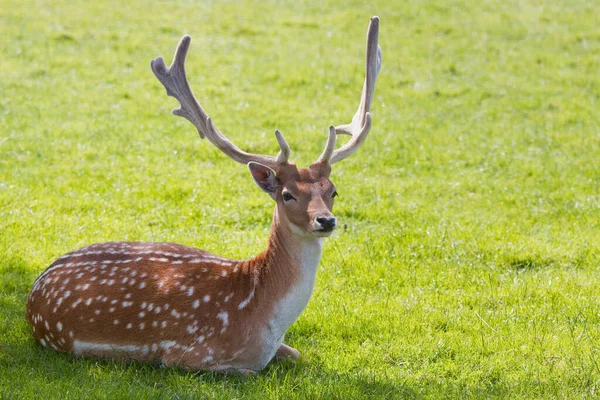 夏に木の下で休むシャベル状の角を持つ鹿のバックやダマダマ — ストック写真