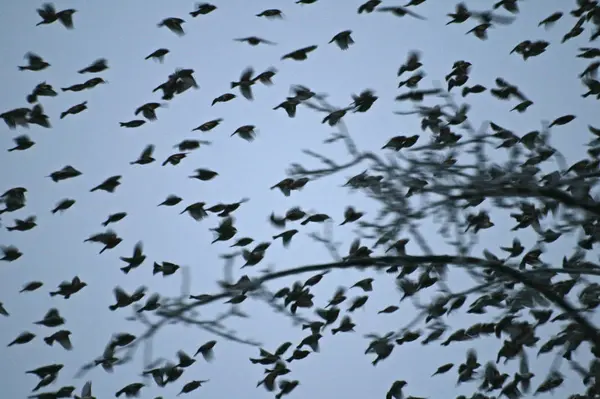 Flock Birds Flying Sky — Stock Photo, Image