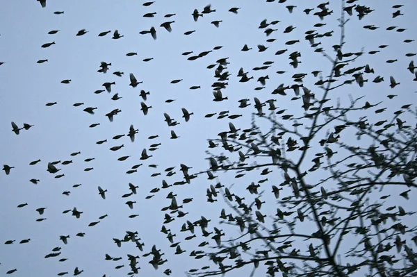 Zwerm Vogels Die Lucht Vliegen — Stockfoto