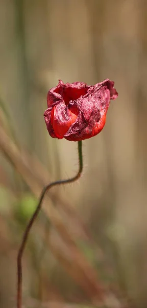 Close View Beautiful Wild Poppy Flowers — Stock Photo, Image