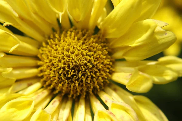 Макроснимок Желтого Цветка Вкраплениями — стоковое фото