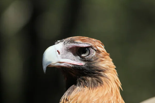 Close Van Een Roofvogel — Stockfoto