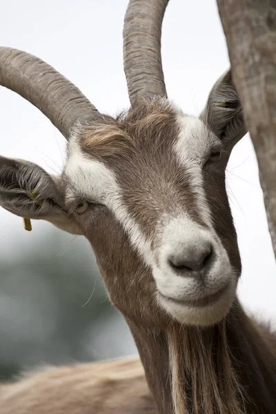 Husdjur Selektivt Fokus — Stockfoto