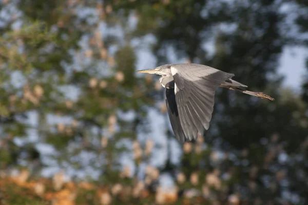 Vedere Pitorească Păsărilor Heron Natură — Fotografie, imagine de stoc