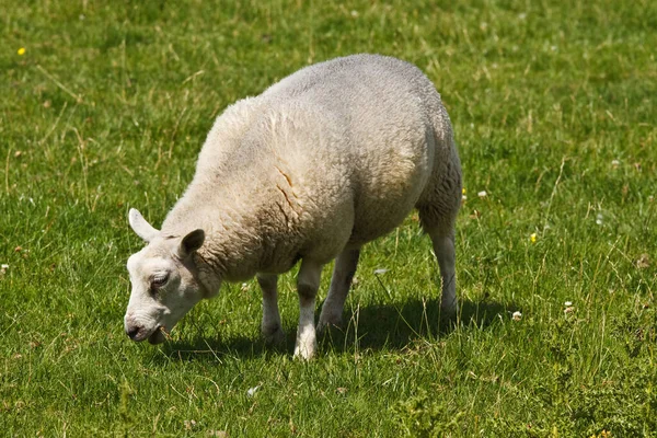 夏の畑での白い羊の放牧 — ストック写真