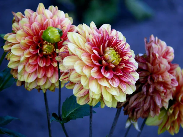 Vista Ravvicinata Della Bellissima Dalia Fiorita — Foto Stock