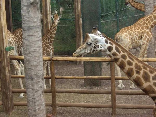 Erbivoro Giraffe Animali Della Savana — Foto Stock